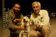 آموزش تخصصی سگهای نگهبان | شرکت حیوانات خانگی ویانا