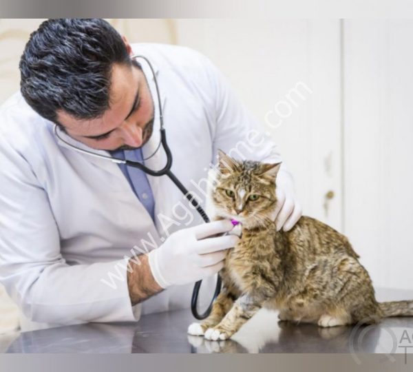 واکسیناسیون حیوانات خانگی اهلی وجوندگان در فردوس شرق | کلینیک دامپزشکی آفاق