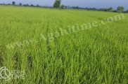 فروش برنج ارگانیک | مزرعه شکرالله پور