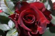 تولید کننده قلمه گل رز هلندی | آذین گل دنا